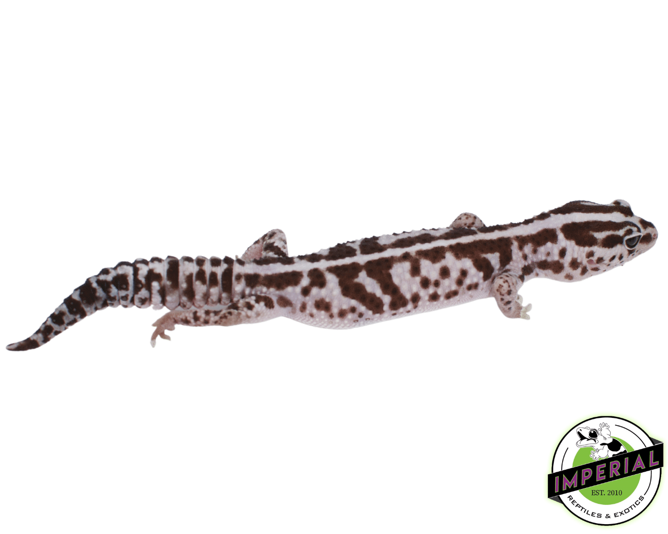 Whiteout Oreo African Fat Tail Gecko Adult
