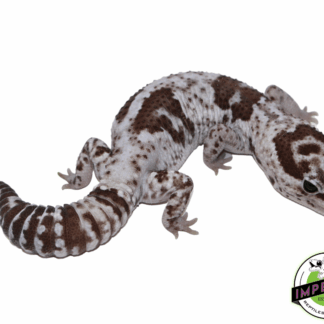 Oreo Whiteout African Fat Tail Gecko Adult Male (#61523-01)