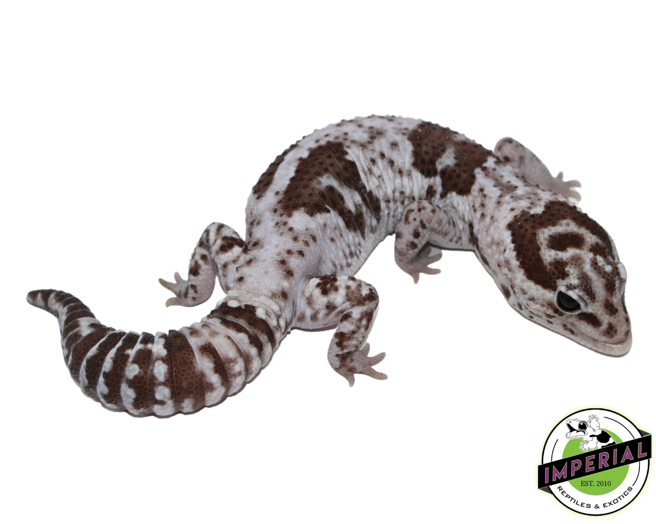 Oreo Whiteout African Fat Tail Gecko Adult Male (#61523-01)