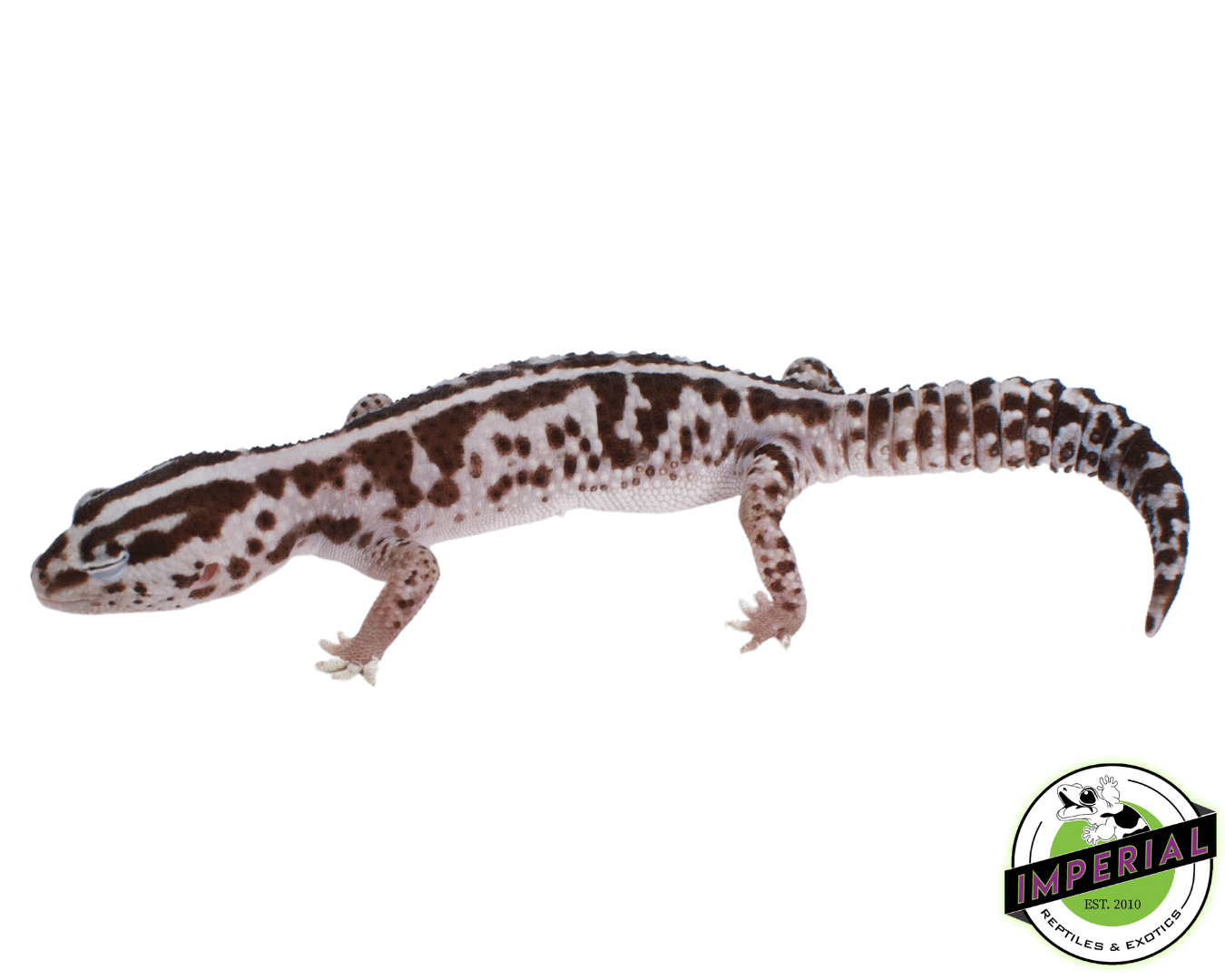 Whiteout Oreo African Fat Tail Gecko Adult - Image 3