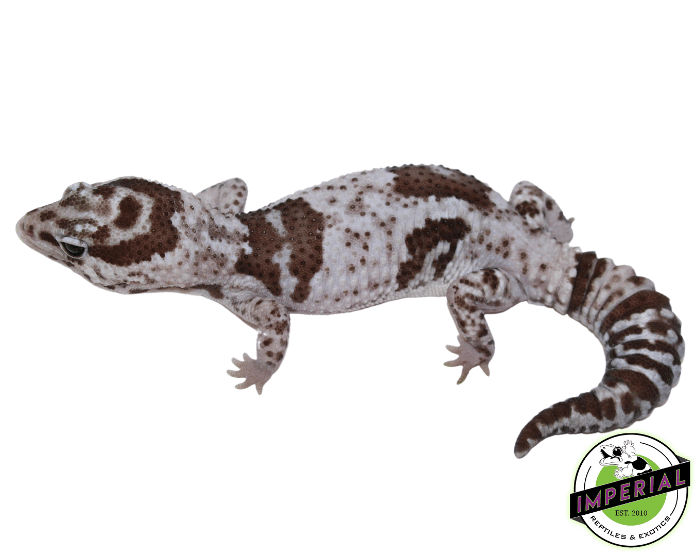 Oreo Whiteout African Fat Tail Gecko Adult Male (#61523-01) - Image 2