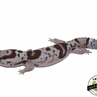 Oreo het. Caramel AFT