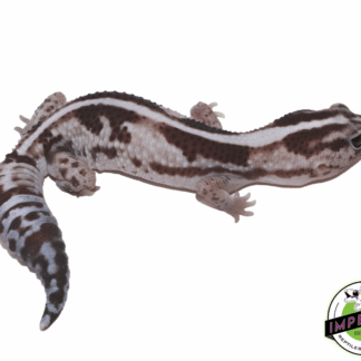 Oreo Whiteout Zero African Fat Tail Gecko Adult