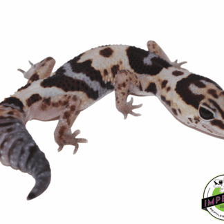 Whiteout ph Amel Oreo African Fat Tail Gecko Adult Male