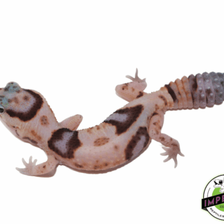 Whiteout ph Amel Patternless African Fat Tail Gecko