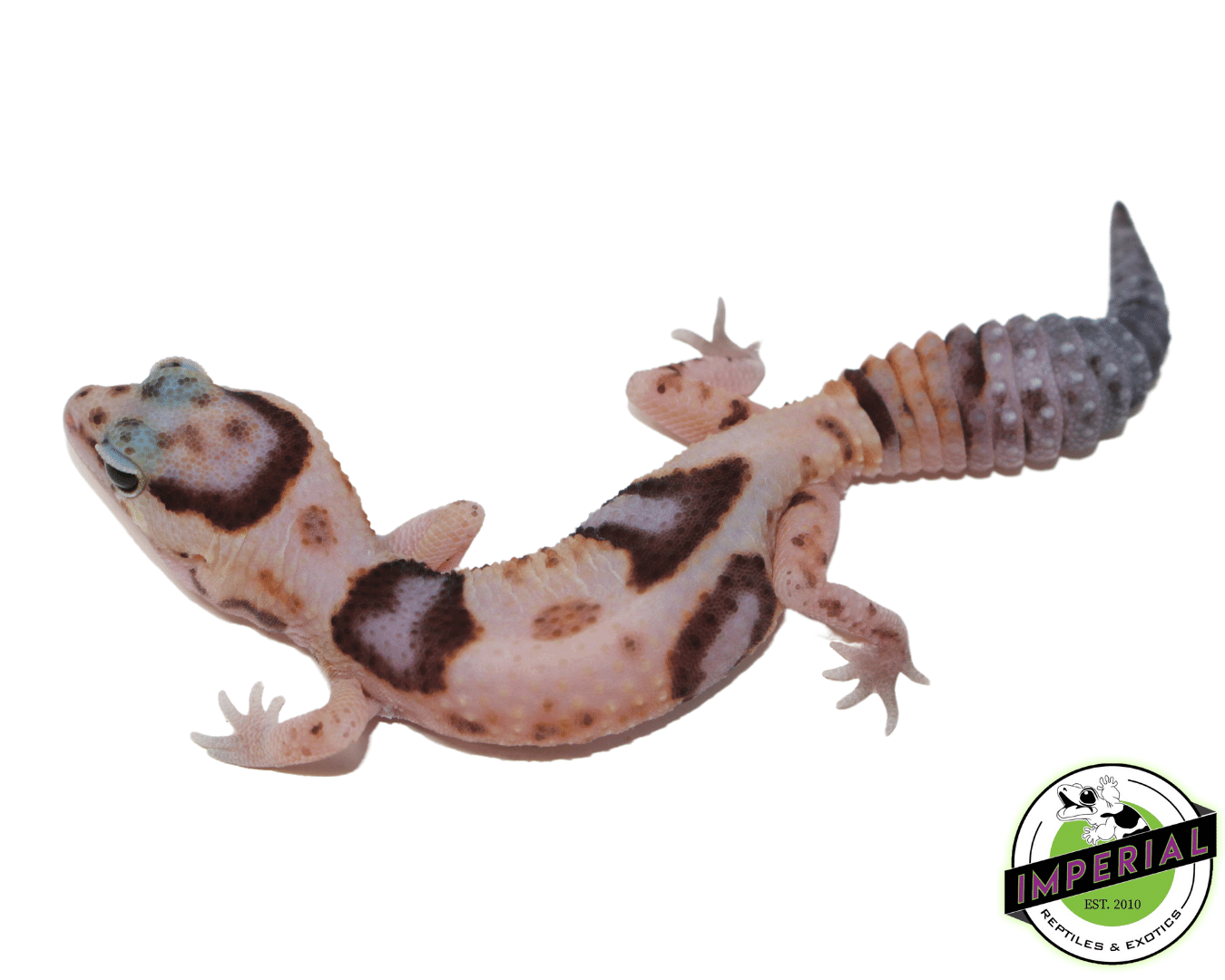 Whiteout ph Amel Patternless African Fat Tail Gecko
