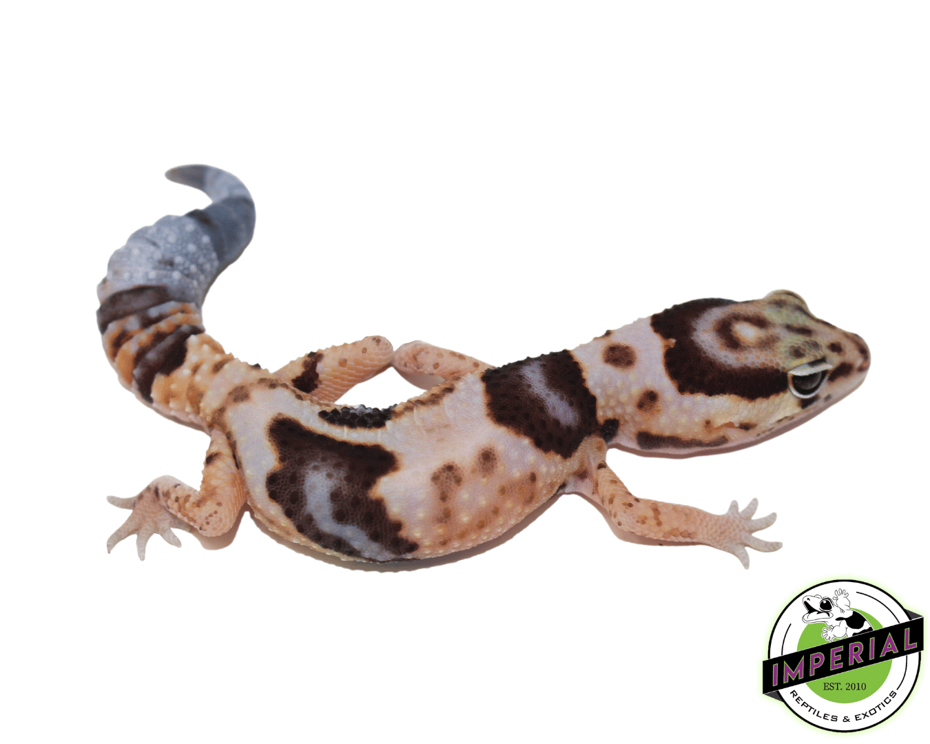 Whiteout ph Amel Patternless African Fat Tail Gecko - Image 2