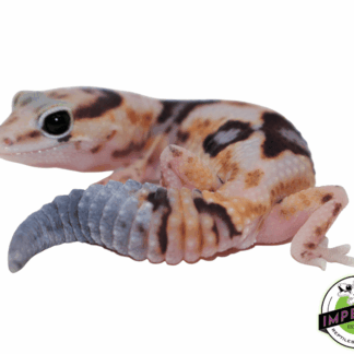 Whiteout ph Amel Zulu African Fat Tail Gecko