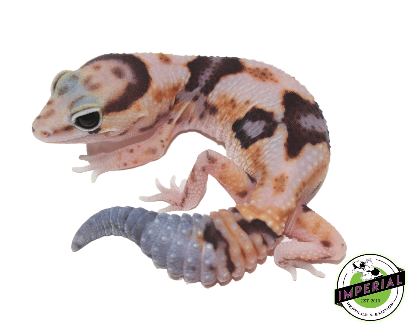 Whiteout ph Amel Zulu African Fat Tail Gecko - Image 2