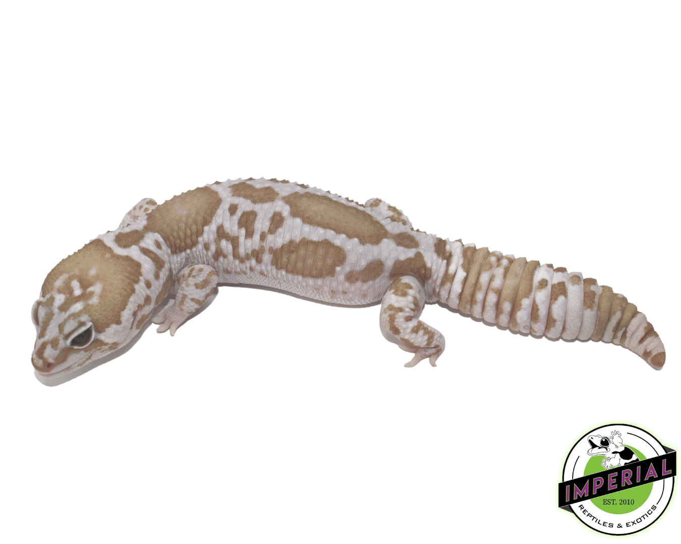 Aberrant Whiteout Snow (Oreo x Caramel) African Fat Tail Gecko