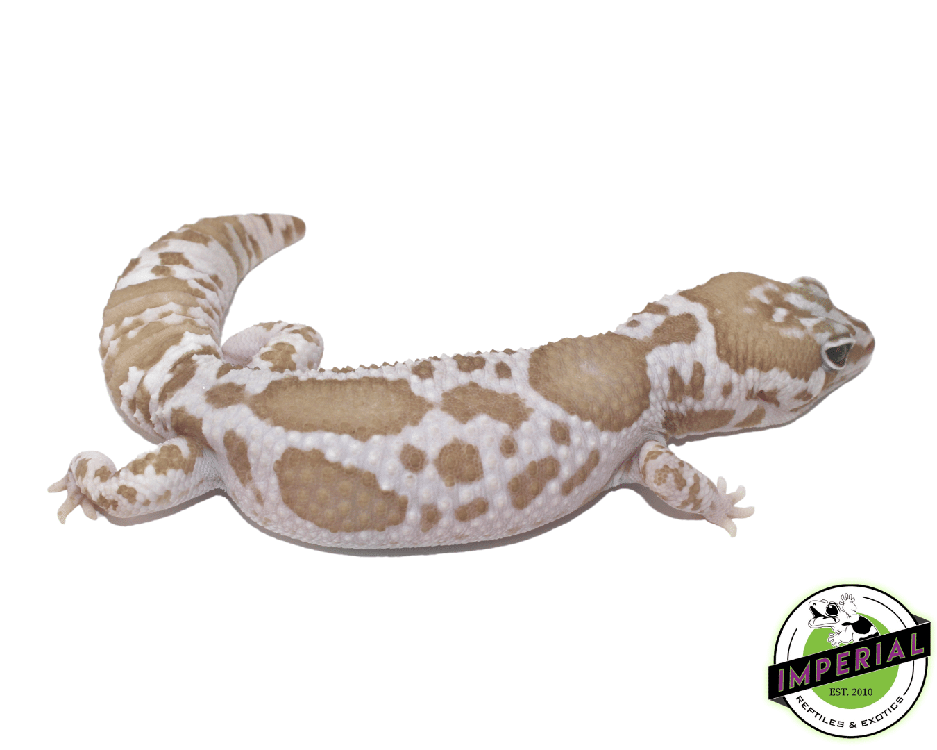 Aberrant Whiteout Snow (Oreo x Caramel) African Fat Tail Gecko - Image 2