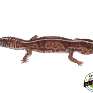 Striped Whiteout African Fat Tail Gecko Adult