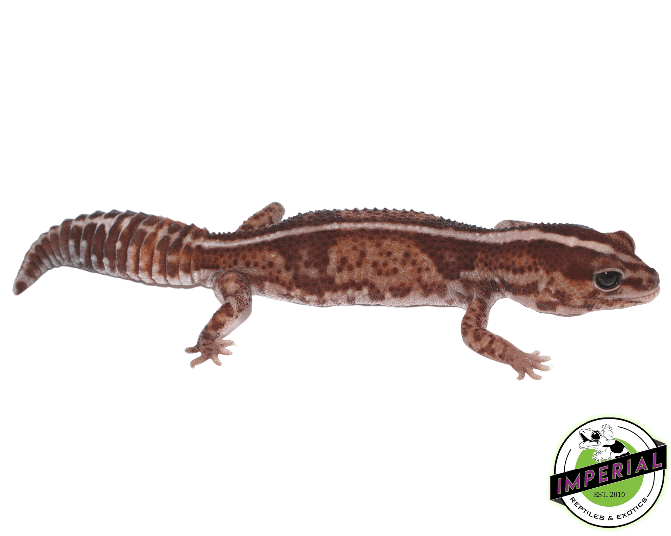 Striped Whiteout African Fat Tail Gecko Adult