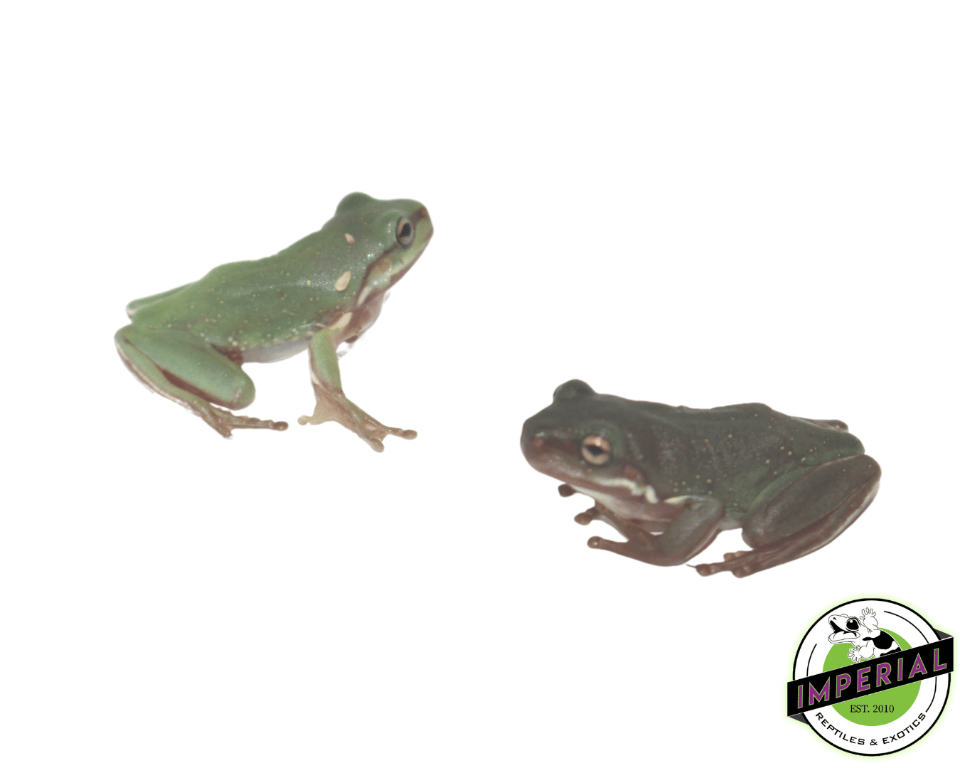 Snowflakes White's Tree Frog Baby - Image 2