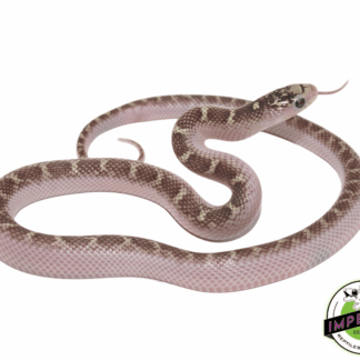 White Sided Brooks Kingsnake Baby