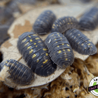 Wild Type Laevis Isopods