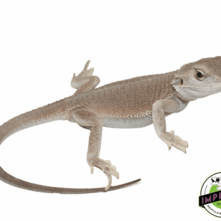 Witblits Bearded Dragon Baby