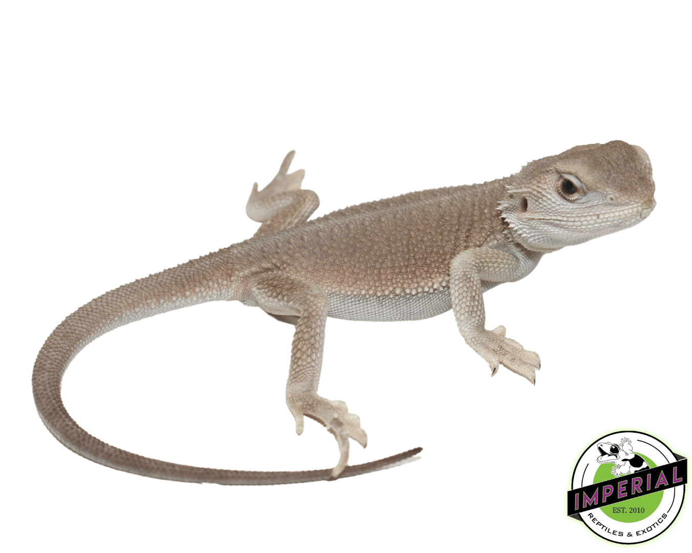 Witblits Bearded Dragon Baby