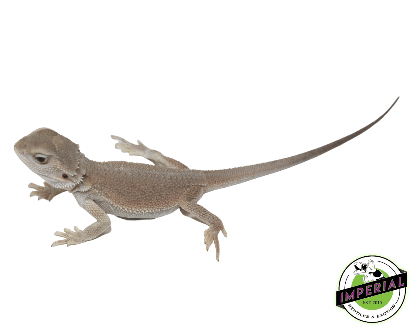 Witblits Bearded Dragon Baby - Image 2