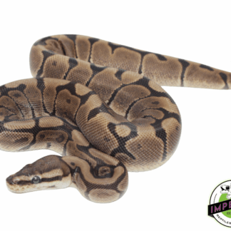 Woma Ball Python