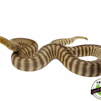 Woma Python Adult Female (FRONT)
