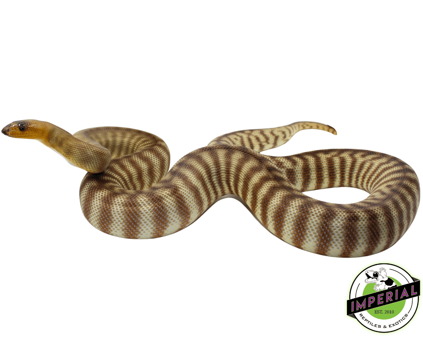 Woma Python Adult Female (FRONT)