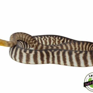 "Dark" Woma Python Adult Female #2