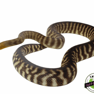 "Dark Blackbelly" Woma Python Adult Female #3