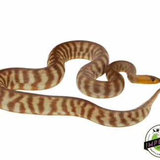Woma Python Adult Female #5