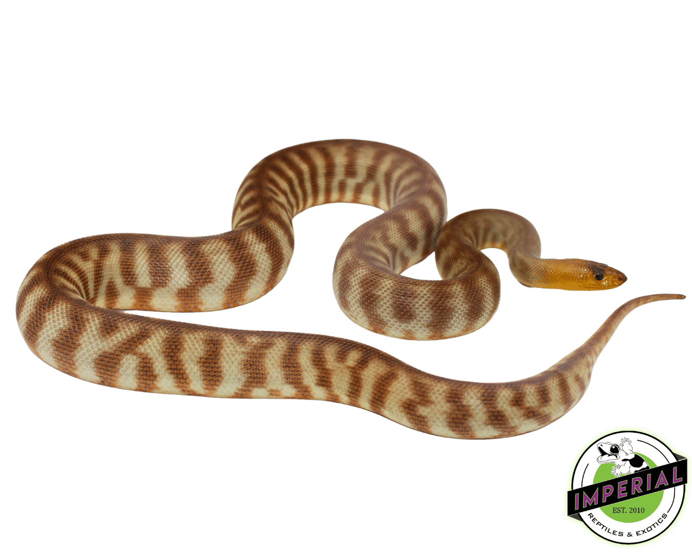 Woma Python Adult Female #5