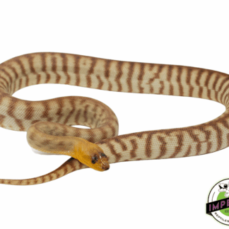 High Color "Hypo" Woma Python Young Adult Female #4