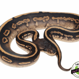 Wookie Cinnamon Yellowbelly Ball Python