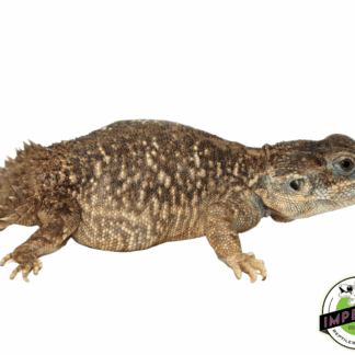 Xenagama Shield Tail Agama