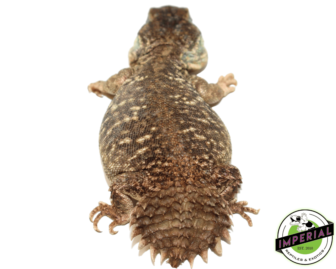 Xenagama Shield Tail Agama - Image 2