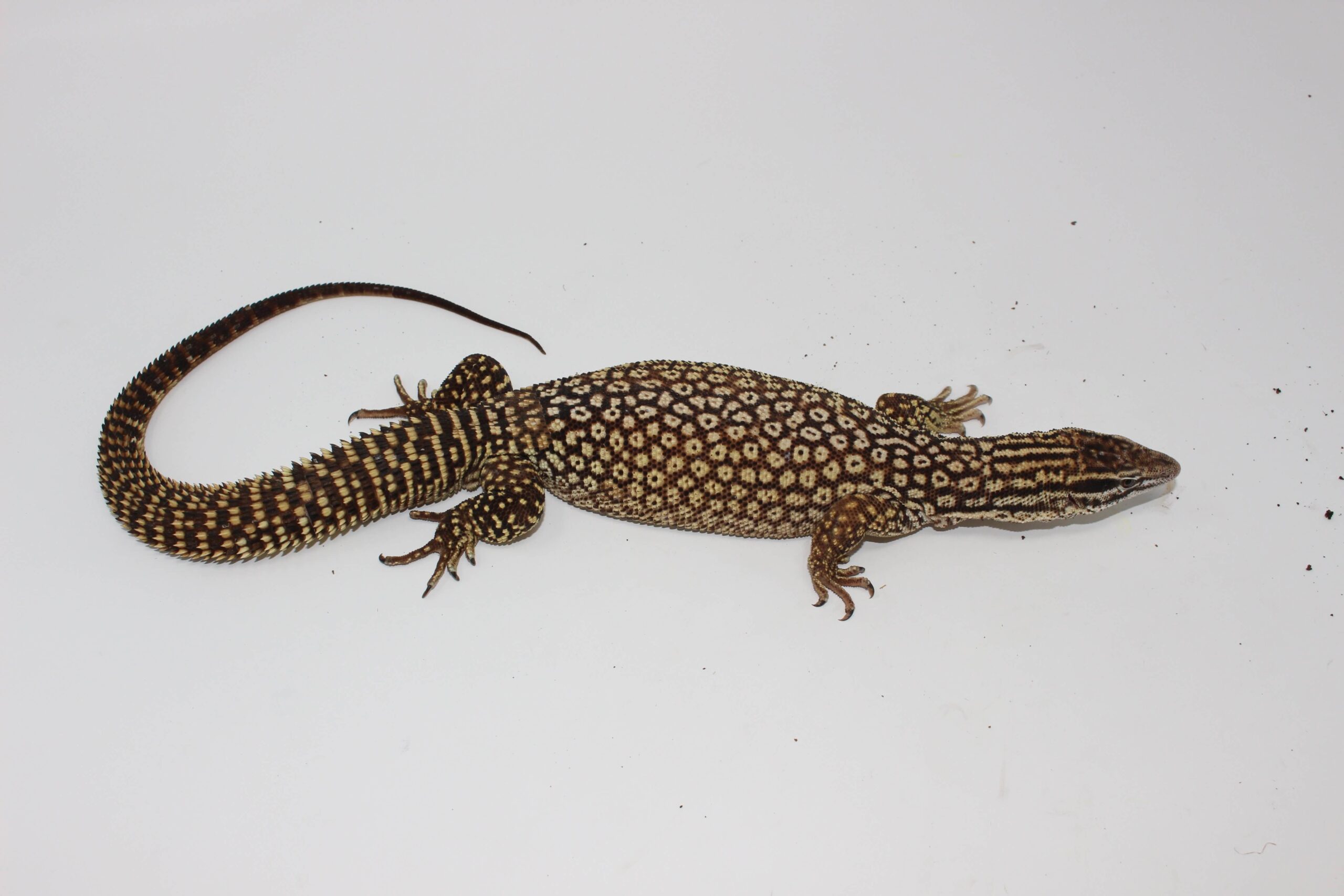 Yellow Ackie Monitor Adults - Image 2