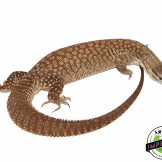 Yellow Ackie Monitor Adults