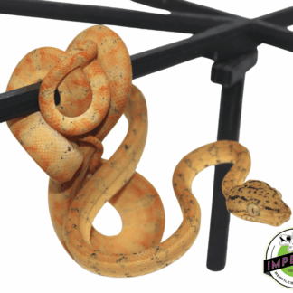 Colored Amazon Tree Boa Baby