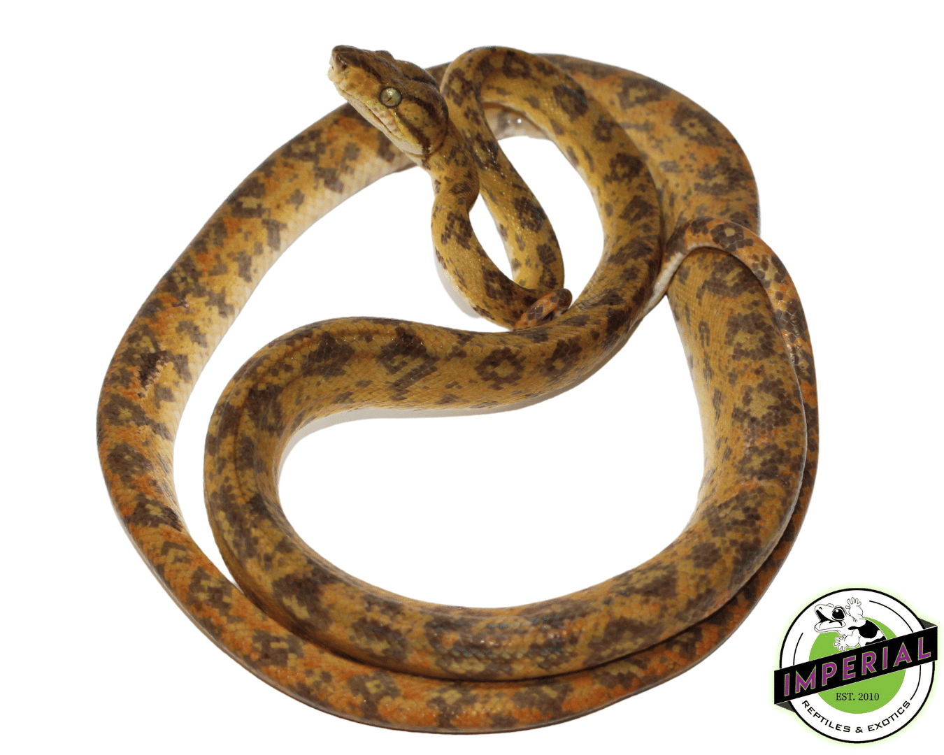 Yellow Amazon Tree Boa - Image 2