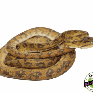 Yellow Amazon Tree Boa