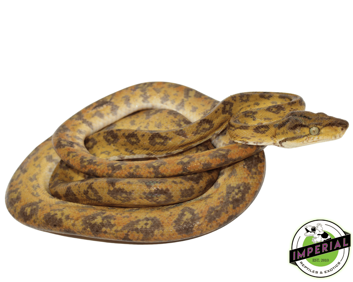 Yellow Amazon Tree Boa