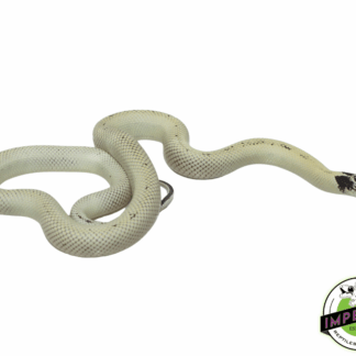 High Yellow Banana Cal King