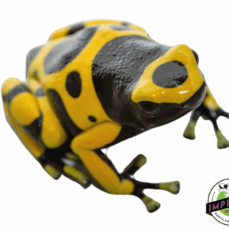 Bumble Bee Dart Frog (Dendrobates leucomelas)
