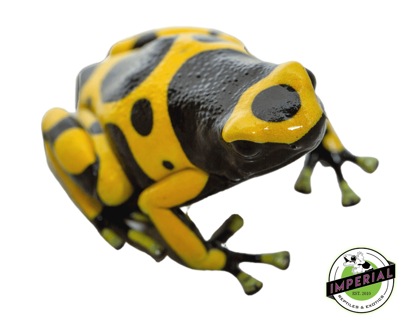 Bumble Bee Dart Frog (Dendrobates leucomelas)