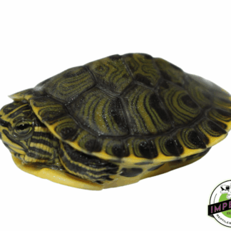 Yellowbelly Slider Turtle Baby