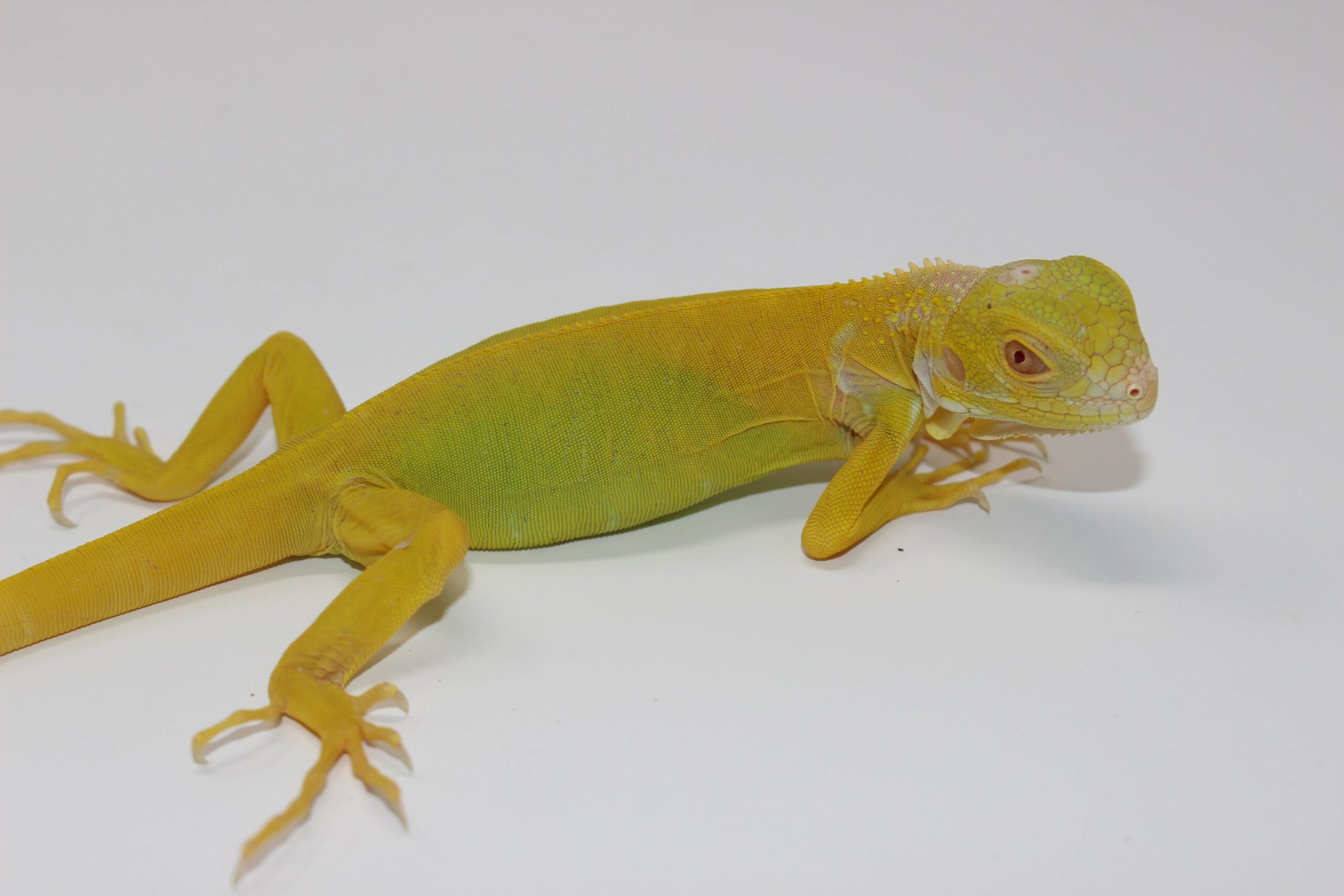 Albino Green Iguana Juvenile - Image 3