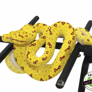 Biak Green Tree Python “Yellow” Neonate
