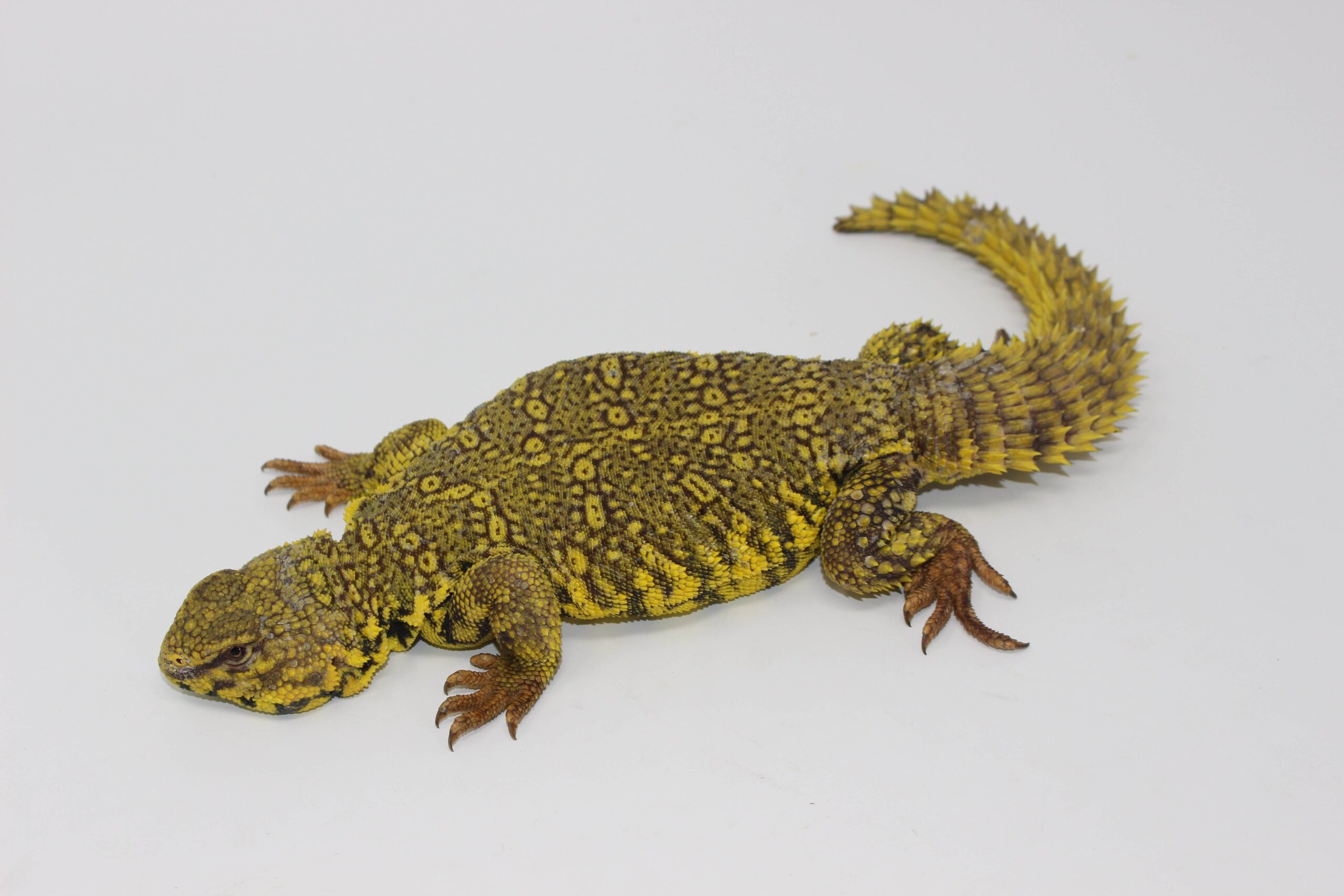 Yellow Nigerian Uromastyx - Image 3