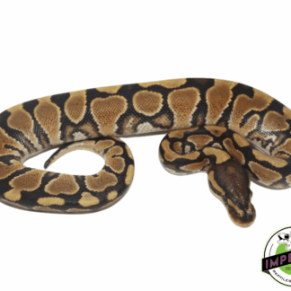 YellowBelly Ball Python Baby