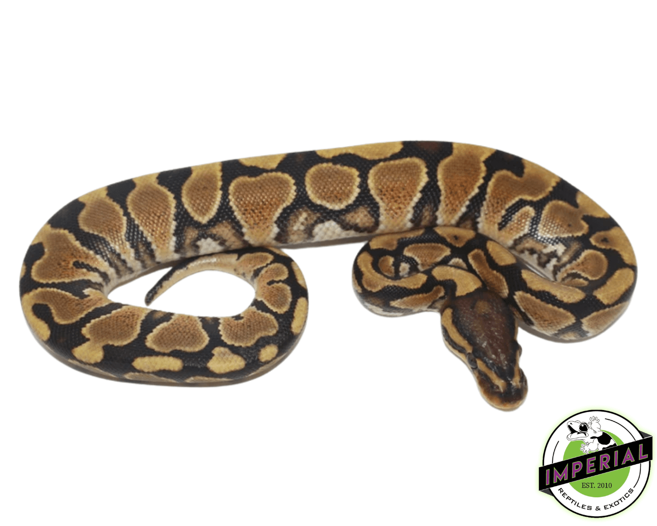 YellowBelly Ball Python Baby