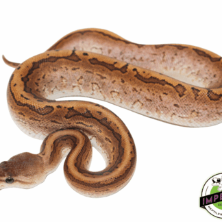 Yellowbelly Pinstripe Calico Ball Python